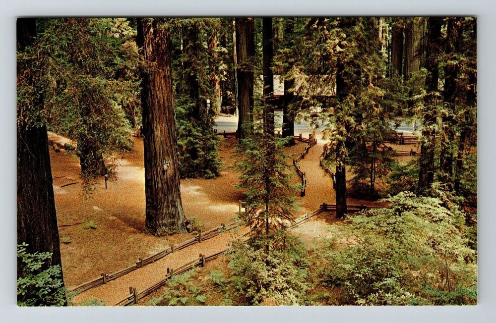 CA-California, Trail Through Redwoods, Richardson Grove Park, Vintage Postcard