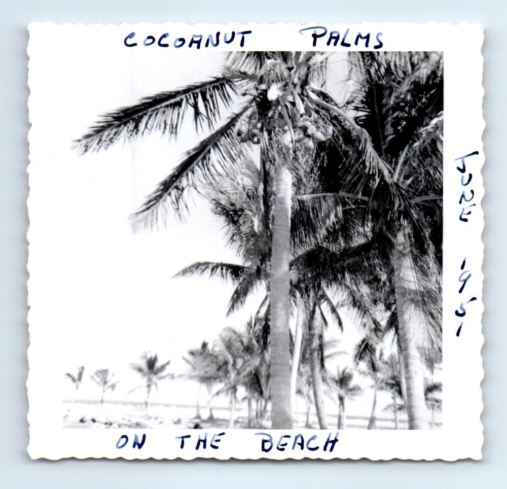 Old Vintage Square Photo MIAMI BEACH COCONUT PALM TREE FLORIDA 1951 SNAPSHOT