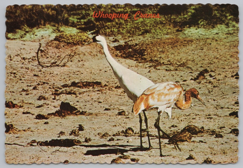 Adult & Immature Whooping Cranes~Arkansas Nat'l Wildlife Refuge~Continental PC