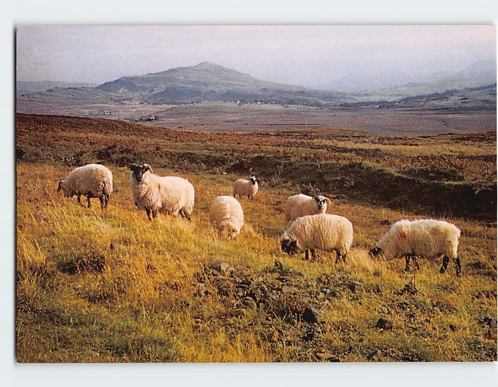 Postcard Highland Black-face Sheep