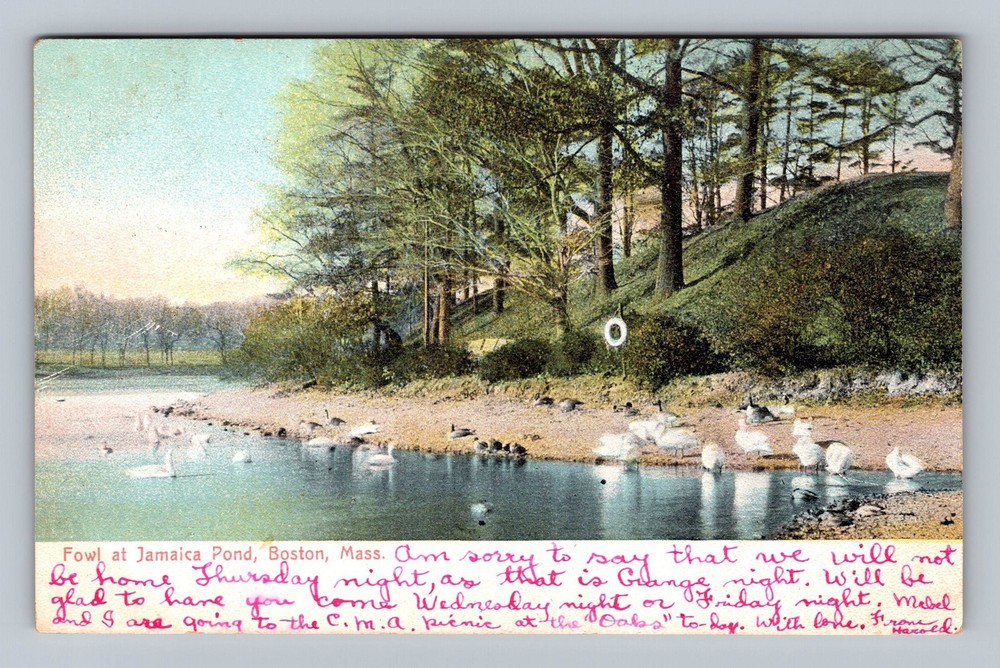 Boston MA-Massachusetts Fowl At Jamaica Pond Vintage c1907 Postcard Standard PC