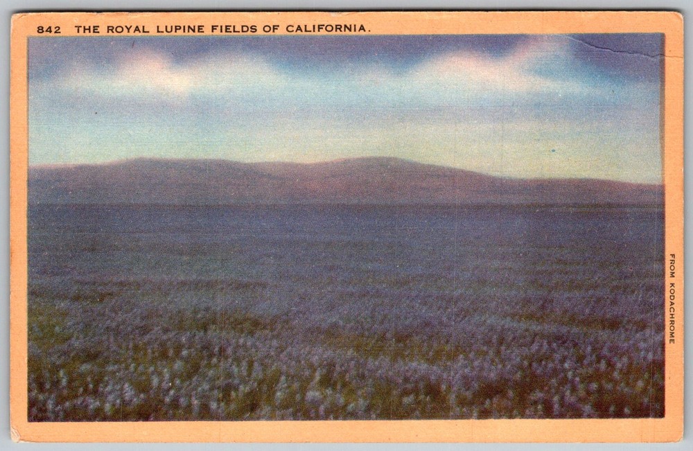 Vtg Linen Postcard Royal Lupine Fields California, US 1930s