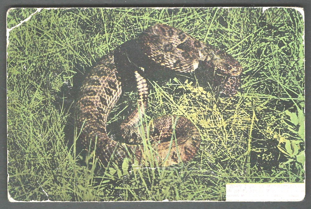 DIAMOND BACK RATTLESNAKE 1908 Chas. C. Morris Photo DIVIDED BACK POSTCARD