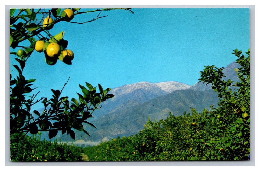 CA California, Lemon Grove with Snow Capped Mountains,  Postcard