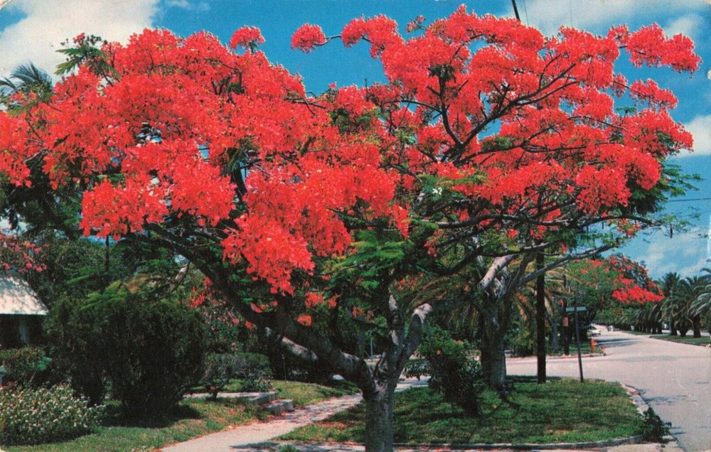 Fort Myers FL Florida, Colorful Red Royal Poinciana Trees, Vintage Postcard