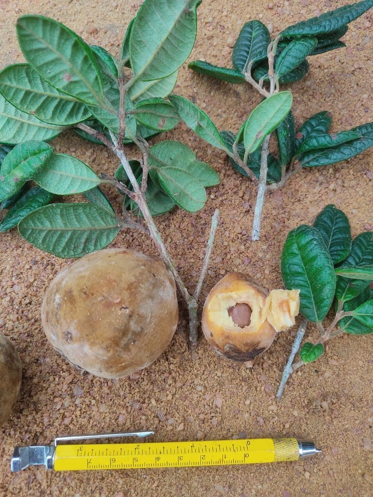 Eugenia sp poções
