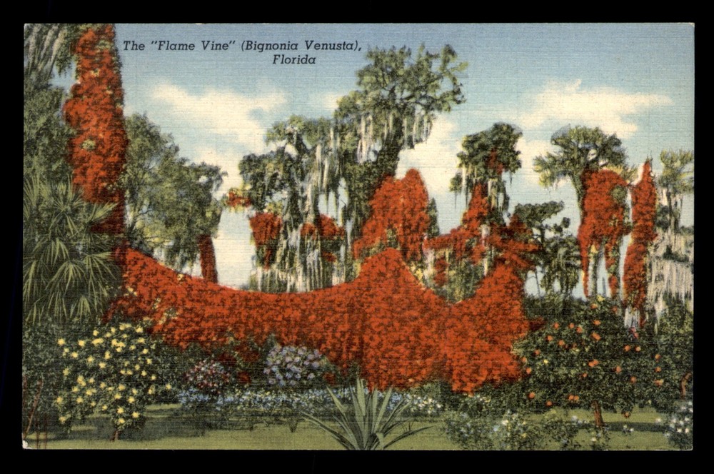 Flame Vine Bignonia Venusta Florida FL Posted Postcard