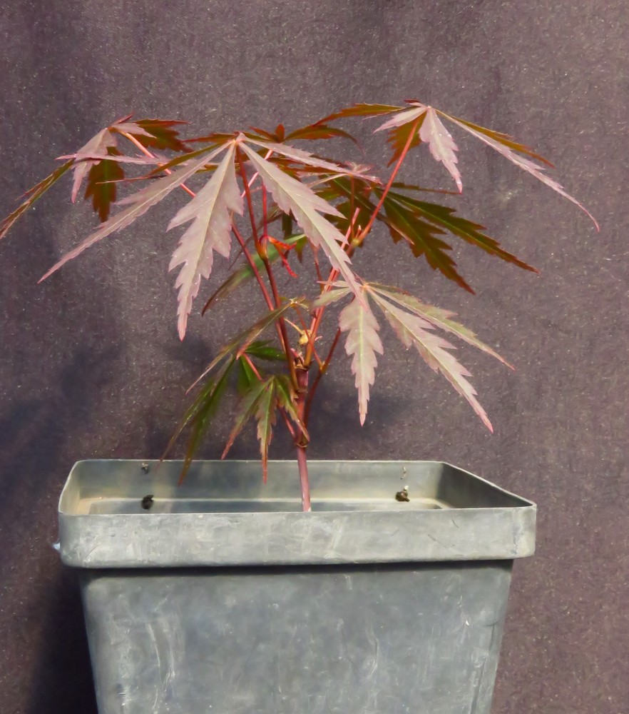 Seed-Grown Acer Palmatum 'Oregon Sunset' Japanese Maple Tree 6 Inches Tall-image