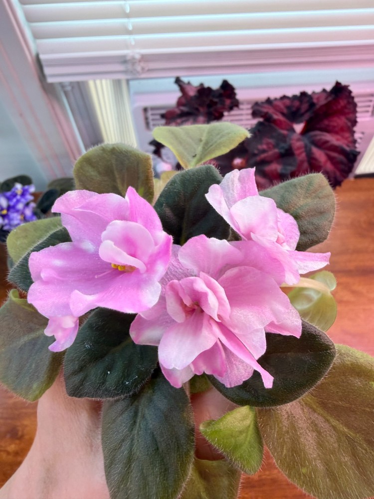 AV Hunter's Vertigo SM Starter Plant
