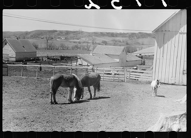 Photo:1930s Farm Horses Barn Pasture Rural Landscape