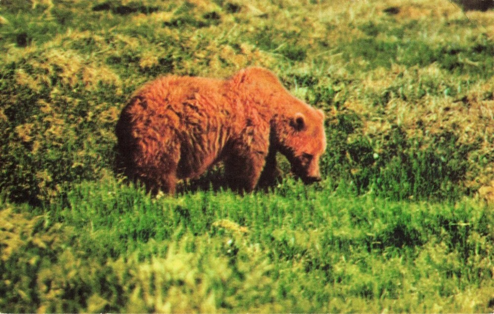 Straw-Colored Toklat Grizzly Bear in a Field Postcard