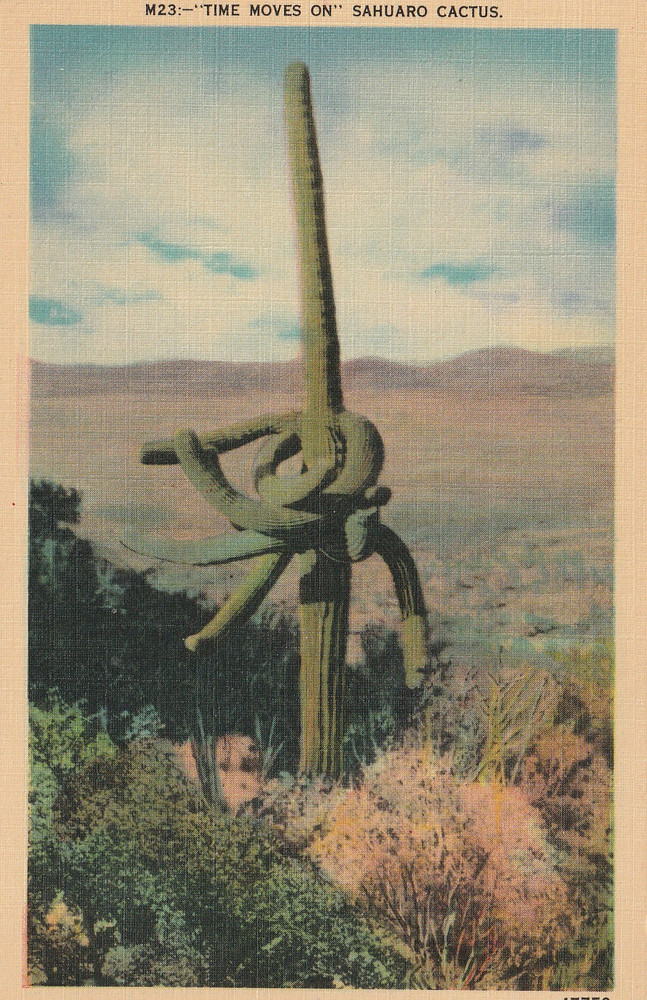 Time Moves On Sahuaro Cactus California CA Vintage Postcard A 7870