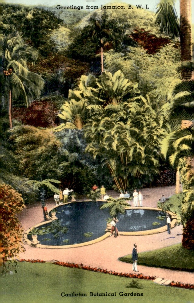 Jamaica, B.W.I., Castleton Botanical Gardens, holiday, greetings, Postcard