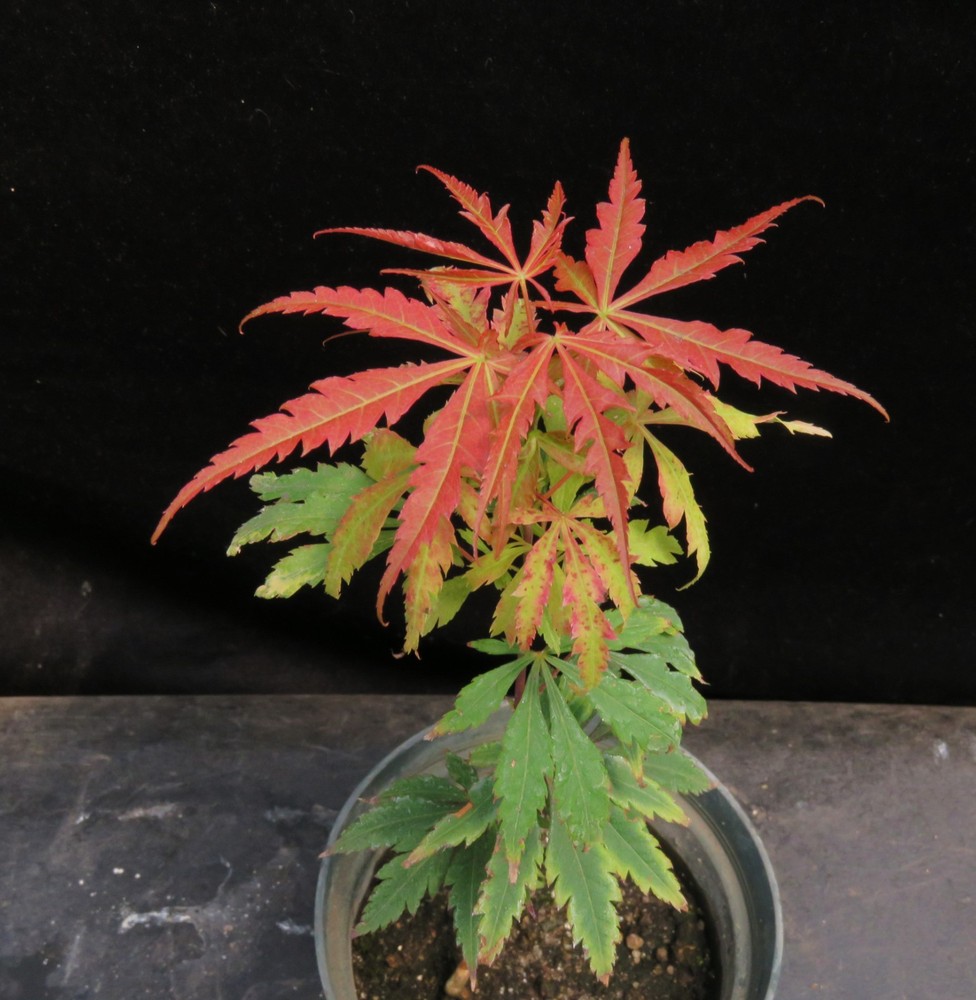 Acer Palmatum Shoji Red Japanese Maple Seed-Grown Bonsai or Yard Tree-image