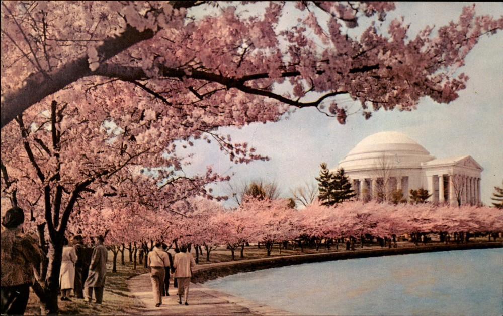 Thomas Jefferson Memorial Washington DC Cherry Blossoms ~ 1950-60s postcard