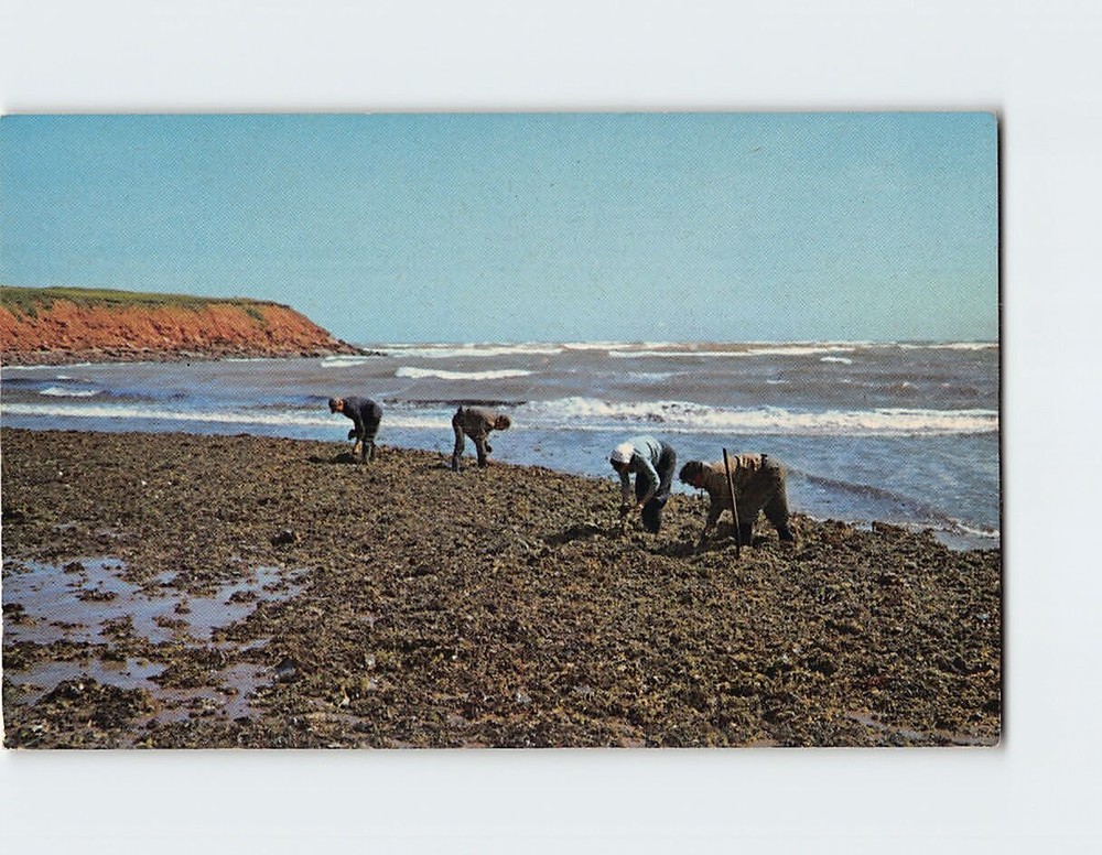 Postcard Gathering Irish Moss At North Rustico Canada