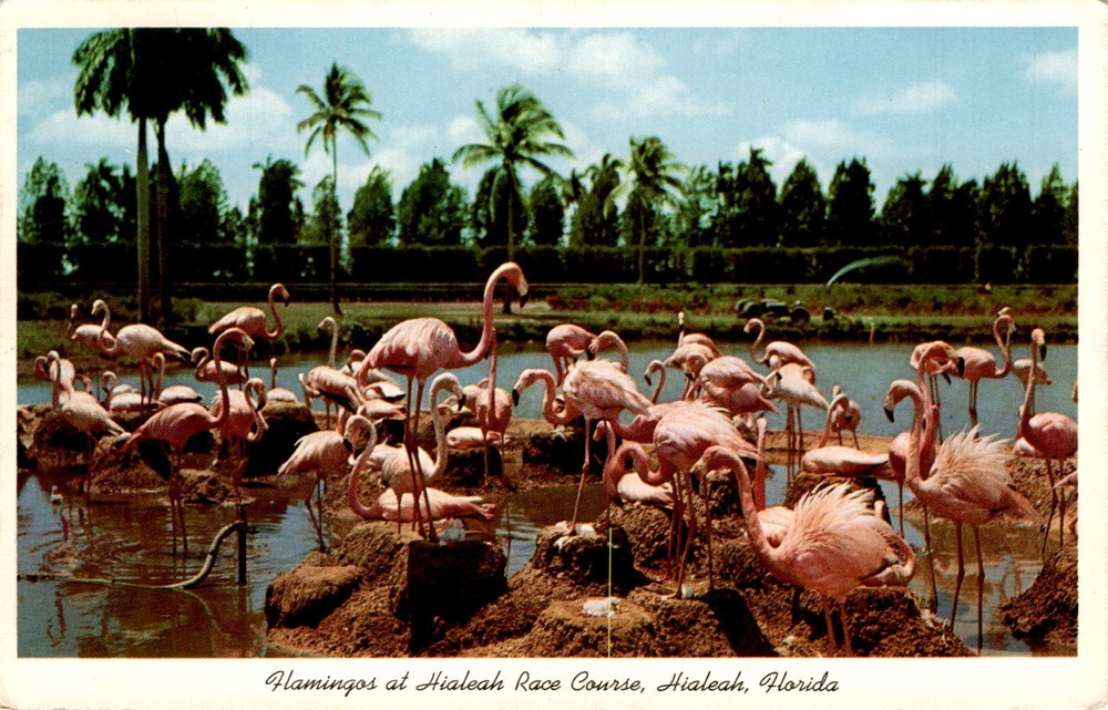Hialeah Race Course, Hialeah, Florida, Gulf Stream Card & Distributing Postcard