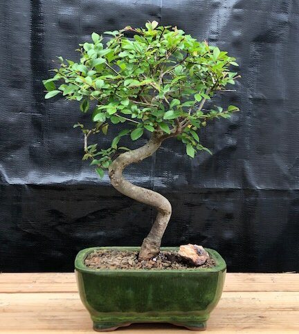 Chinese Elm Bonsai Tree Live Indoor Curve Trunk Feng Shui Plant 10'' Tall