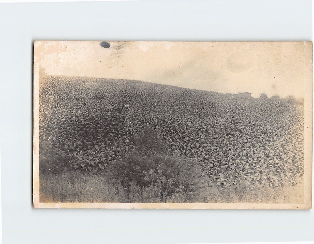 Postcard Nature Scene