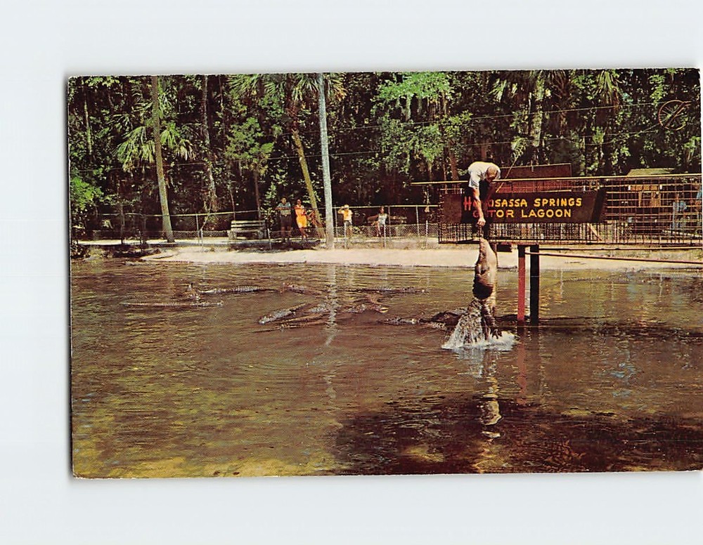 Postcard Florida Alligators