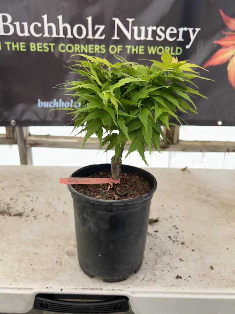 Acer palmatum 'Japanese Princess' Rare Pink Dwarf Japanese Maple 1 Gallon-image