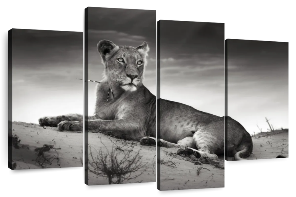 Lioness Wall Art