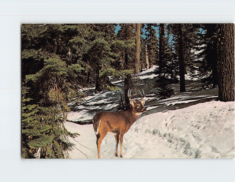Postcard Deer Snow Trees Landscape Scenery