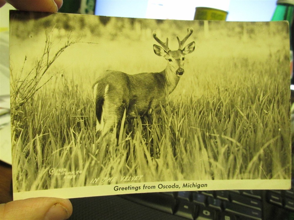 Oscoda, Mich. Whitetail Deer Buck 