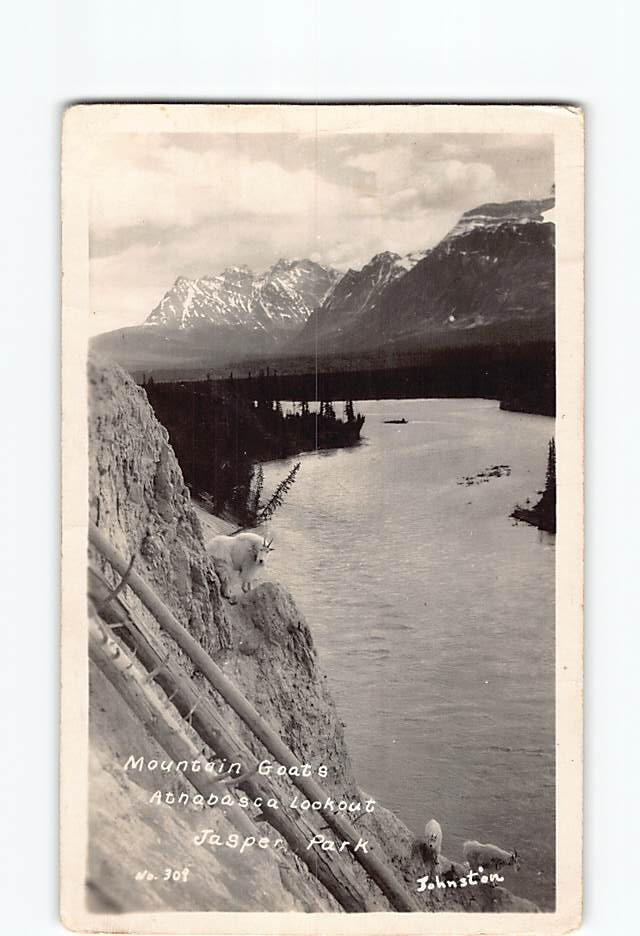 Postcard Mountain Goats Athabasca Lookout Jasper Park Alberta Canada Vintage