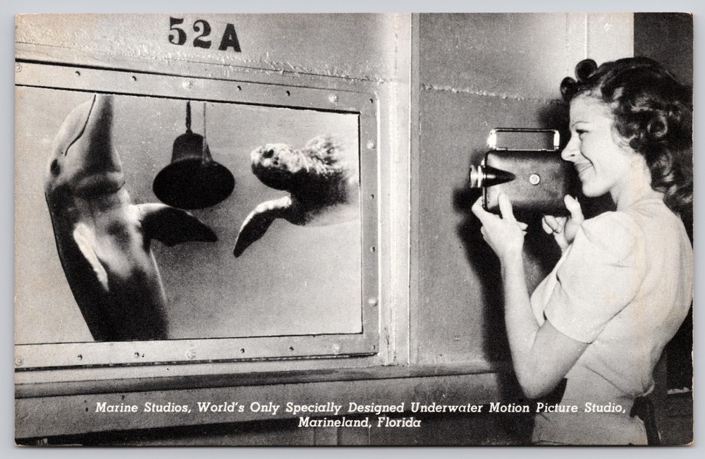 Marineland Florida FL Marine Studios Underwater Film Studio Postcard c1950s