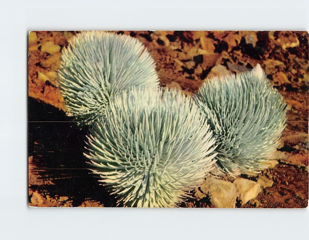 Postcard Silversword On Haleakala Hawaii National Park Plant On Maui Isle USA