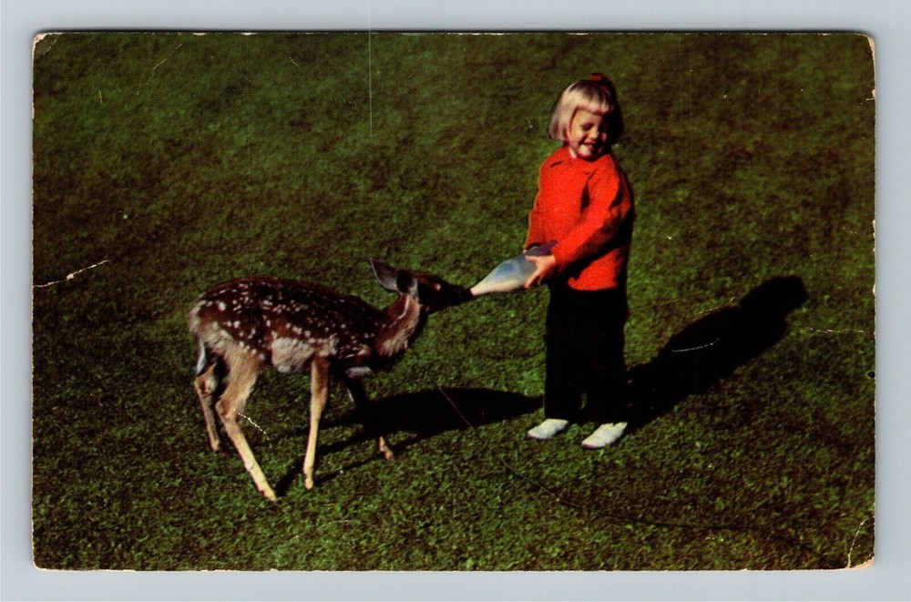 MI-Michigan, Little Girl Feeding A Deer, Greetings, Vintage Postcard