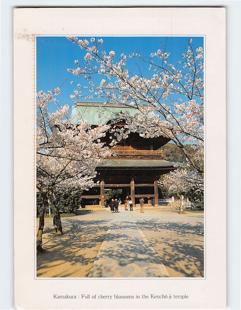 Postcard Cherry Blossoms Kencho-ji Temple Kamakura Kanagawa Japan Asia
