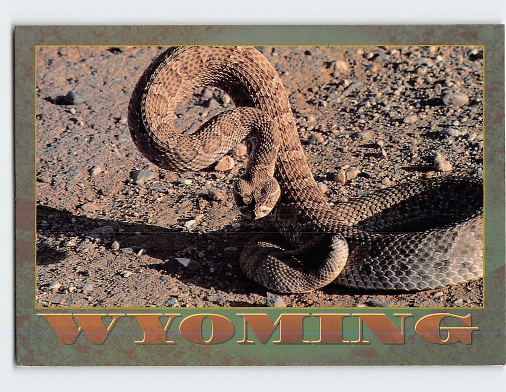 Postcard Snake At Wyoming USA