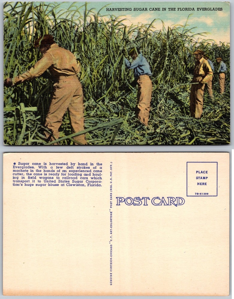 Harvesting Sugar Cane Florida Everglades Postcard