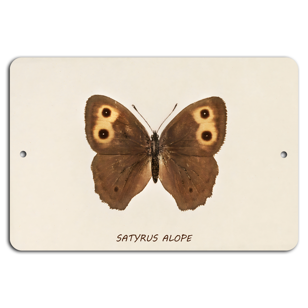 Satyrus Alope: Elegant Butterfly Display on Metal Sign