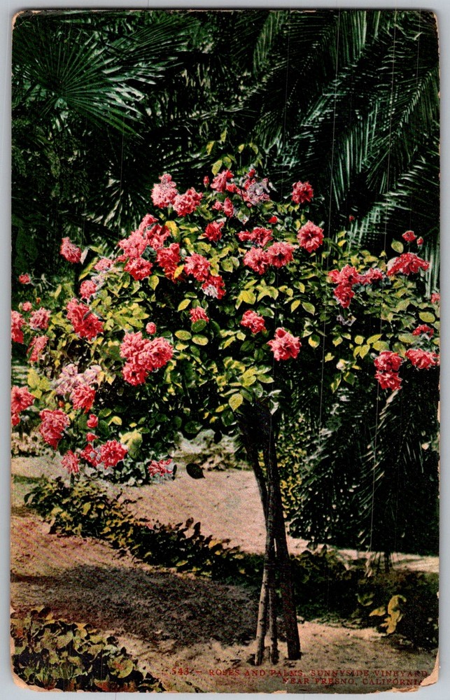 Antique Postcard Rose Tree Palms Los Angeles, CA 1910s