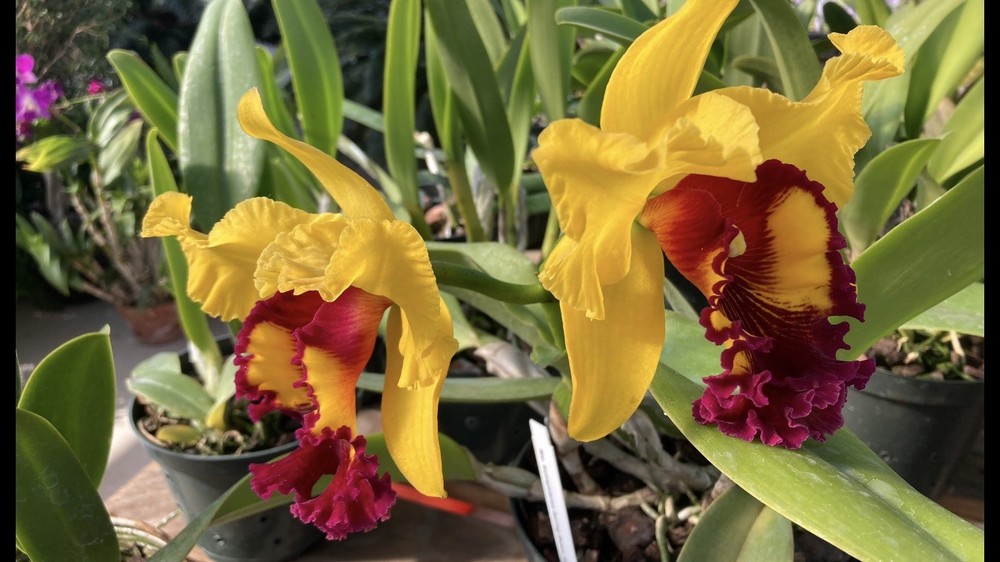Cattleya Sunnystates Spring Dawn