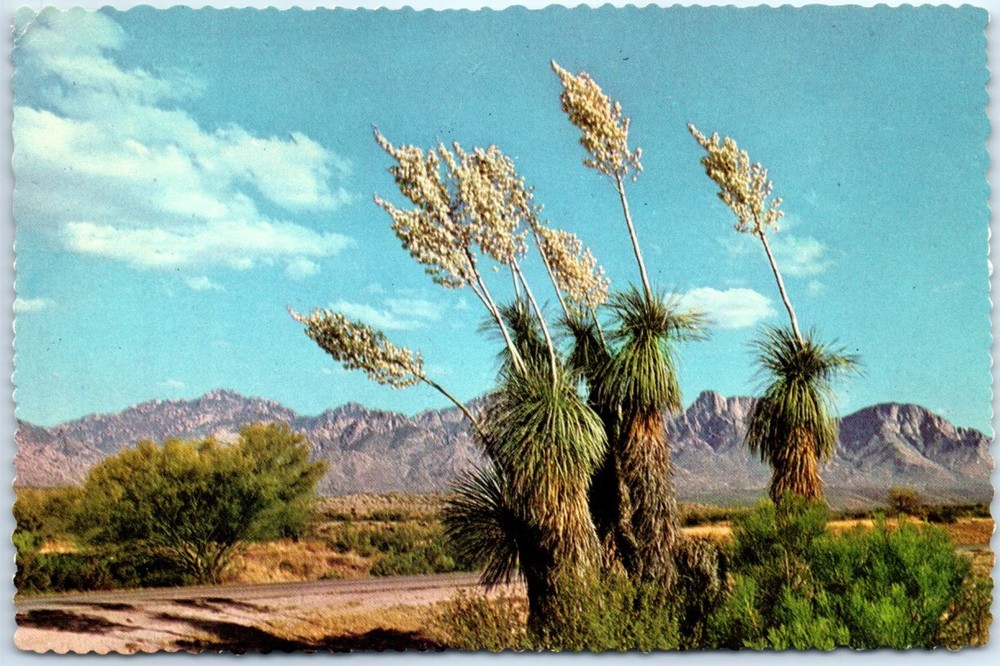 Postcard - Spanish Bayonet, or Desert Yucca