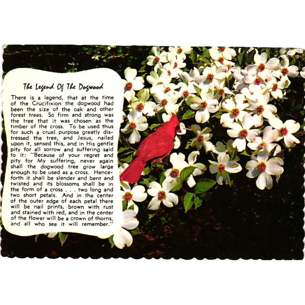 Vintage The Legend of the Dogwood Postcard Cardinal Herbert Lanks Dexter Press