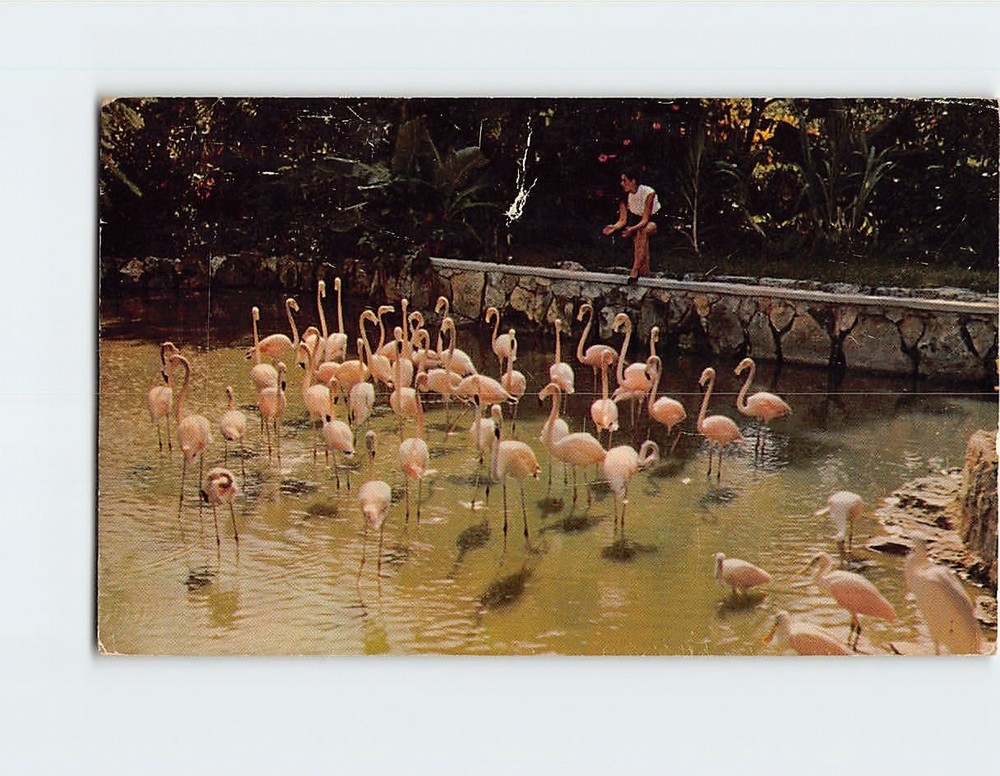 Postcard Flamingos Ardastra Gardens Nassau Bahamas