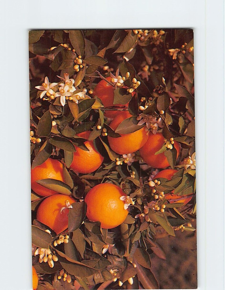 Postcard Branch of an Orange Tree Blooming & Bearing Fruit