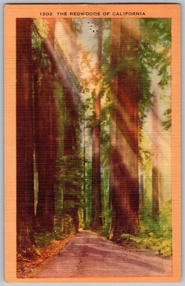 Vtg Linen Postcard Redwoods Sequoias General California, US 1930s
