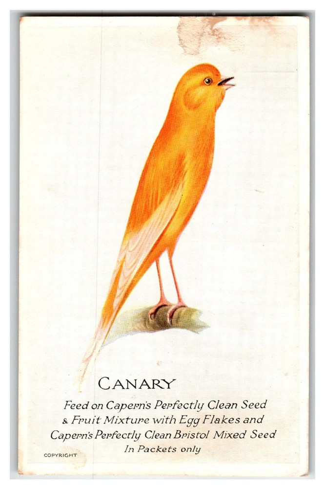 Vibrant Orange Canary Bird Advertising Postcard Capern's Bird Food