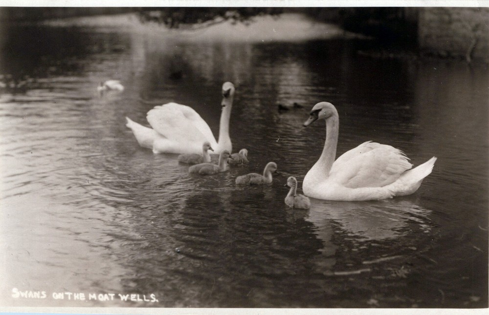 RPPC Swans On The Moat Wells Real Photo Postcard