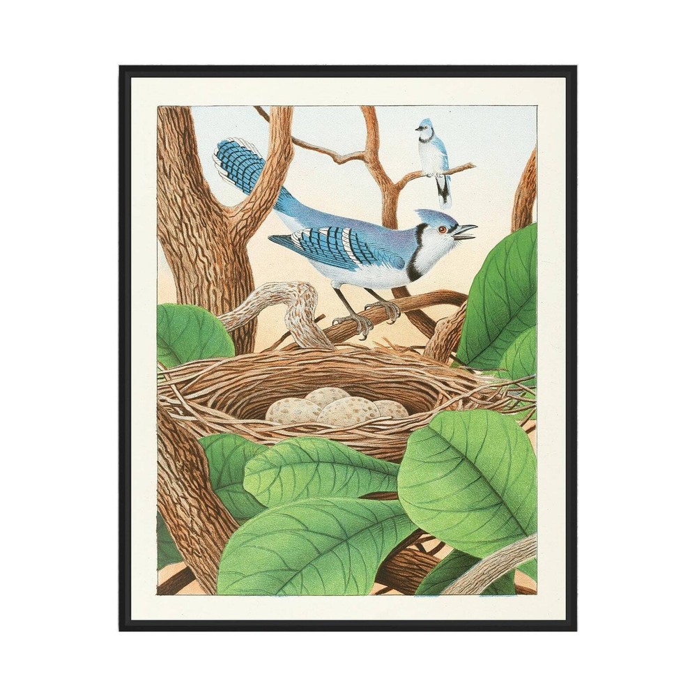 Blue Jay 1882 Art Print Poster Vintage Bird Wall Art Painting Bird Photo Decor