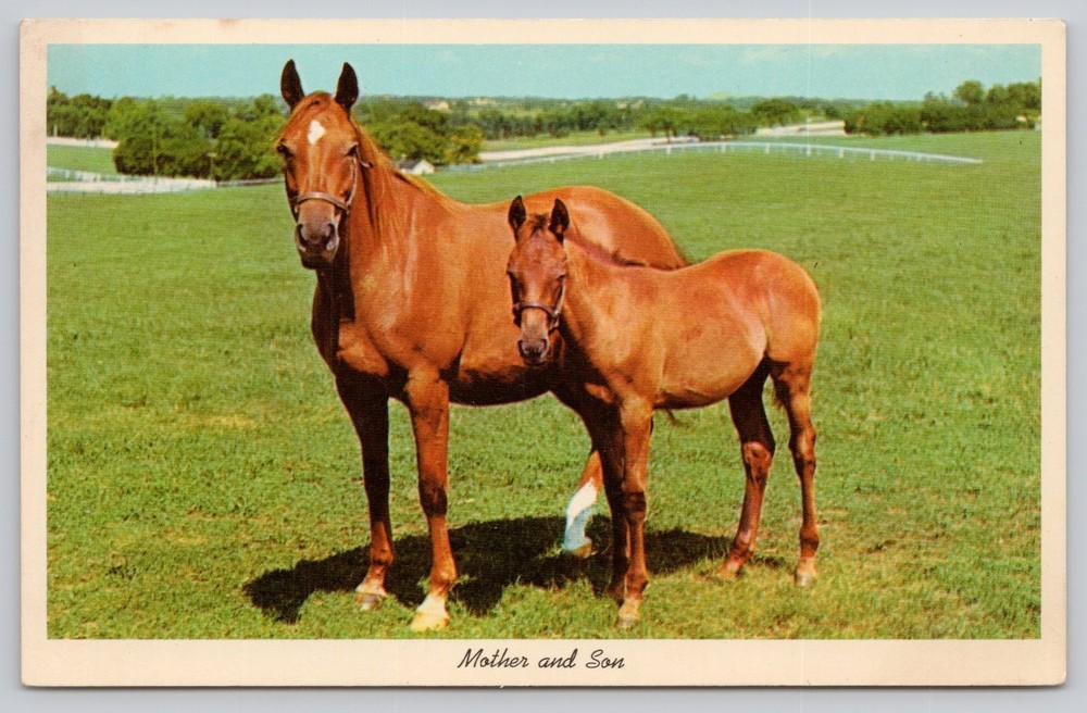 Vintage Curteichcolor Postcard Mother & Son Horses Foal Farm Animals
