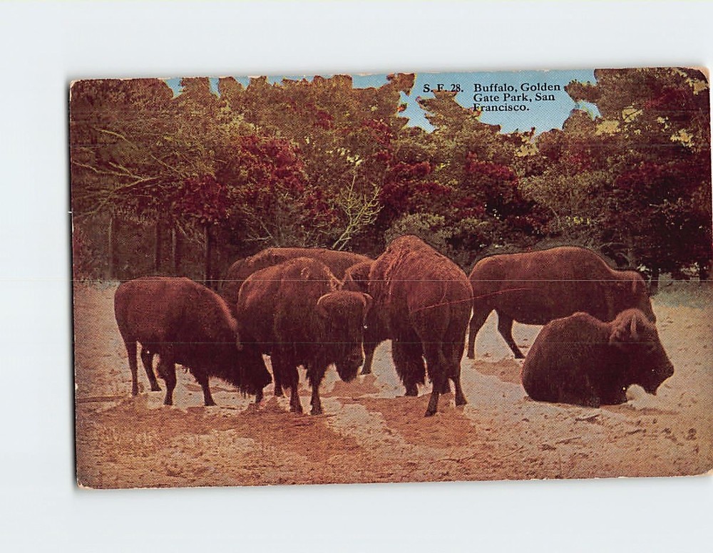 Postcard Buffalo Golden Gate Park San Francisco California USA