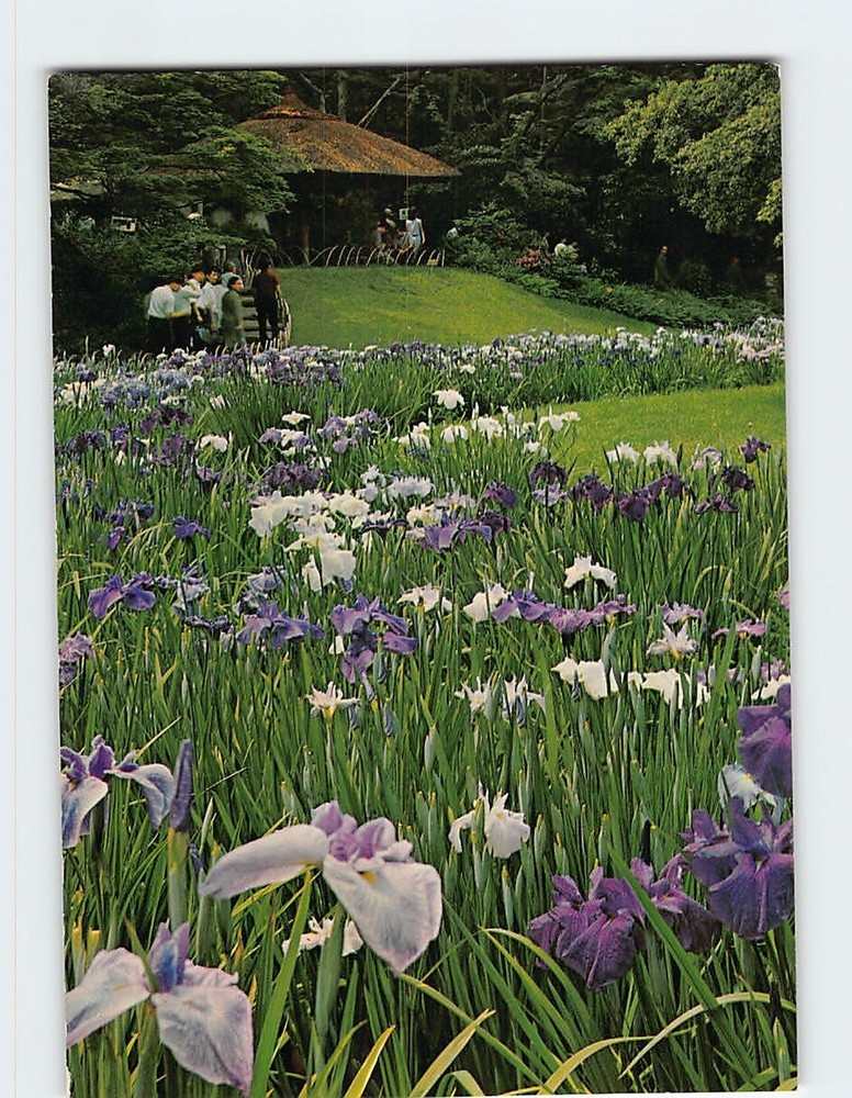 Postcard The Iris Garden At Meiji Shrine Tokyo Japan