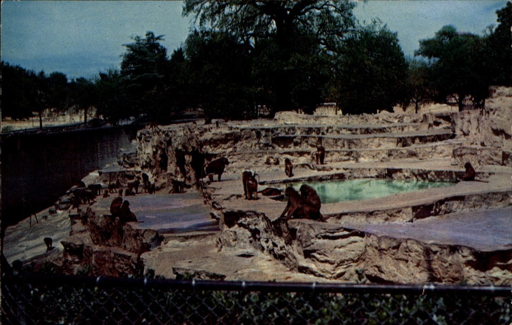 Monkey Island Brackenridge Park San Antonio Texas vintage postcard x893